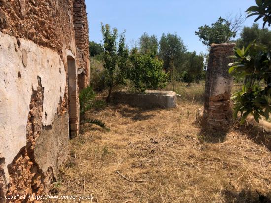 ¿QUIERES UN PRADO EN LAS CASAS DE ALCANAR?! - TARRAGONA