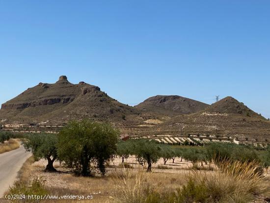 Finca rústica en Jumilla - MURCIA