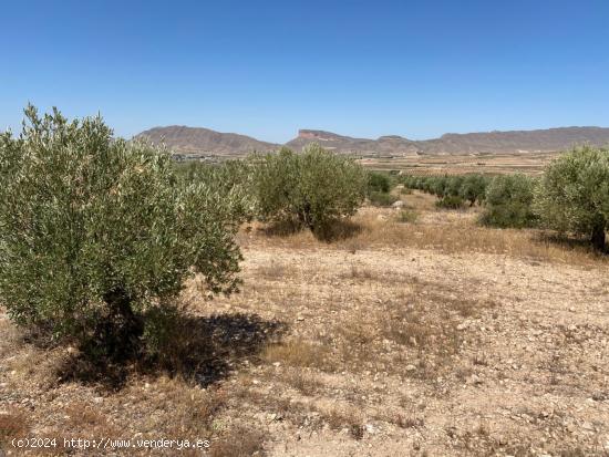 Finca rústica en Jumilla - MURCIA