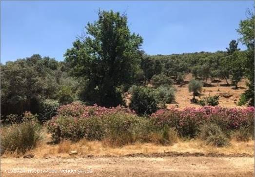 TERRENO EN ALMADEN DE LA PLATA! - SEVILLA