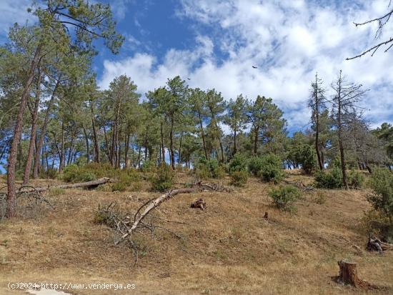 Terreno urbanizable más de 5.000 m2 en Santa María de la Alameda - MADRID