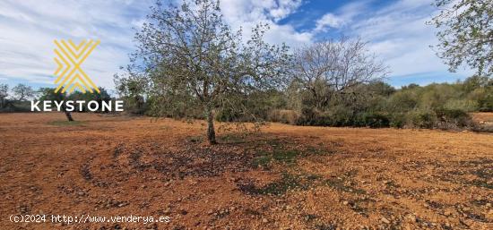 SE VENDE TERRENO RUSTICO EN CAMPOS - BALEARES