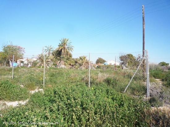 SUELO URBANO 1500 M2 - MUCHAMIEL (ALICANTE) - ALICANTE