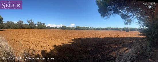  MAGNIFICA PARCELA EN LA MUELA - CADIZ 