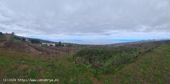 TINERCSA VENDE EN RAVELO, EL SAUZAL, MAGNIFICA FINCA RÚSTICA - SANTA CRUZ DE TENERIFE