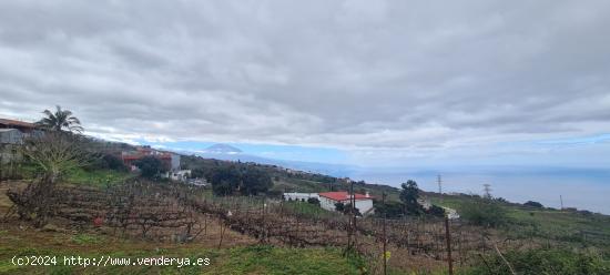 TINERCSA VENDE EN RAVELO, EL SAUZAL, MAGNIFICA FINCA RÚSTICA - SANTA CRUZ DE TENERIFE