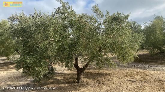 Finca de olivar en Nueva Carteya - CORDOBA