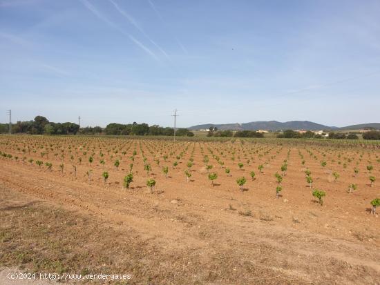 VENTA DE FINCA AGRICOLA EN ZONA DE VILAFRANCA DEL PENEDÈS DE 32.980 M2 - BARCELONA