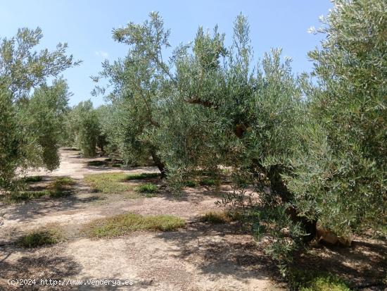 Se vende finca en Huércal-Overa, El Saltador!!!! - ALMERIA