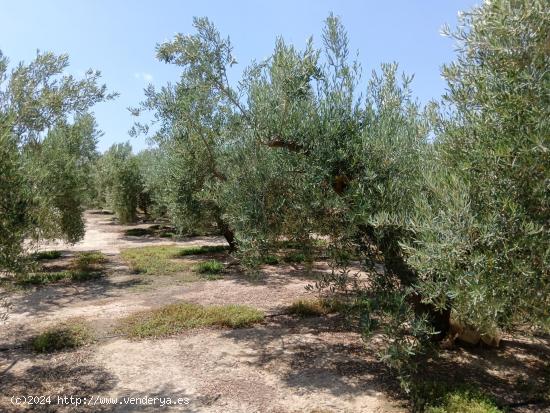 Se vende finca en Huércal-Overa, El Saltador!!!! - ALMERIA