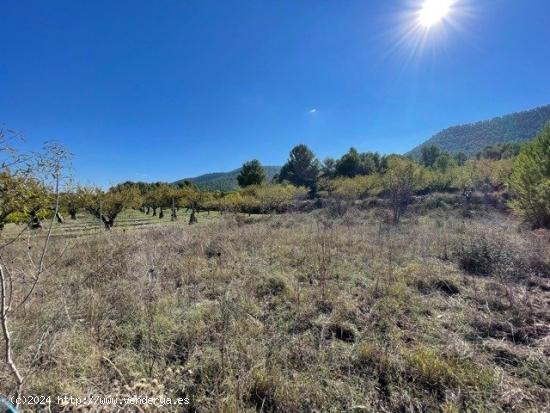 terreno rustico en bullas (cehegin) - MURCIA