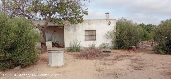  PARCELA SEGREGADA EN EL MARQUESADO - CADIZ 