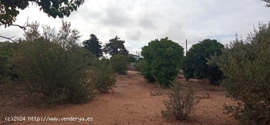 PARCELA SEGREGADA EN EL MARQUESADO - CADIZ