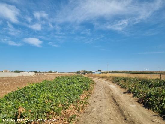 Se vende parcela Segregada de 3470m2 zona Venta Tocino. - CADIZ