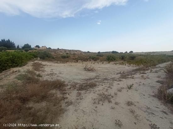 FINCA RÚSTICA DE REGADÍO EN ALGUAZAS 7500 metros - MURCIA