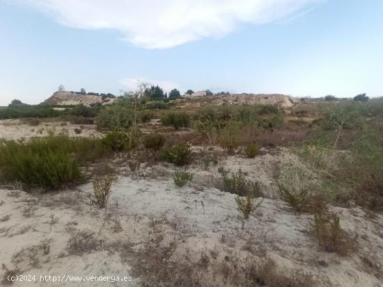 FINCA RÚSTICA DE REGADÍO EN ALGUAZAS 7500 metros - MURCIA