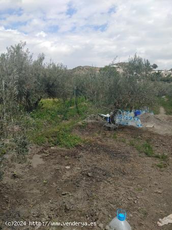 PARCELA CON CASETA METALICA - ALMERIA