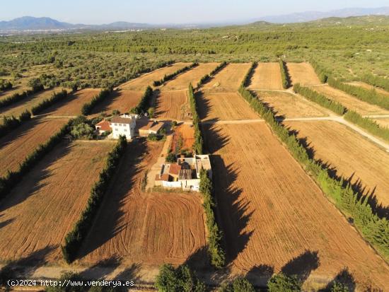 Gran Finca de cultivo de regadío de 26,23 Has con 3 viviendas y 2 almacenes, entre otras - TARRAGON