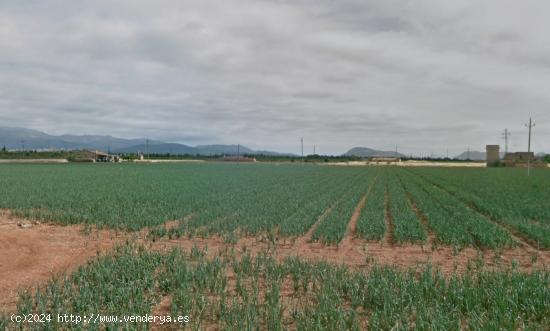 Finca Rústica Edificable en Sa Pobla. - BALEARES