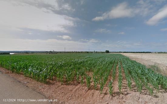 Finca Rústica Edificable en Sa Pobla. - BALEARES