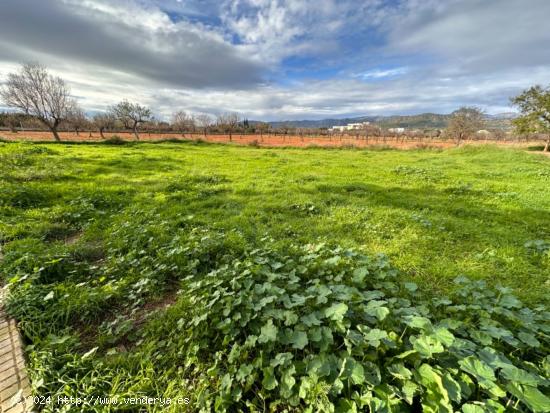 TERRENO URBANIZABLE EN BINISSALEM - BALEARES