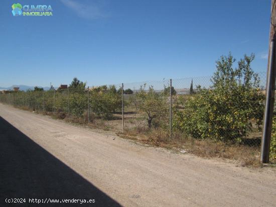 PARCELA RÚSTICA EN PARAJE DE TORREGUIL - MURCIA