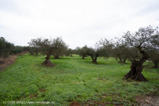 TERRENO DE OLIVOS LLANO, CERCA DE CARRETERA - MALAGA