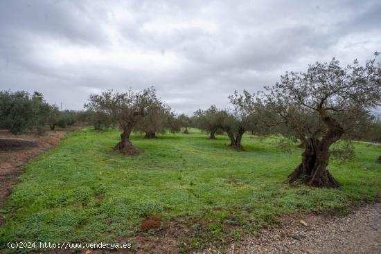 TERRENO DE OLIVOS LLANO, CERCA DE CARRETERA - MALAGA