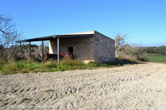  Terreno edificable en Llubi. - BALEARES 