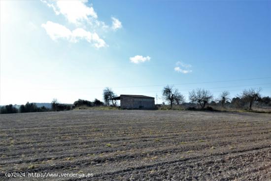 Terreno edificable en Llubi. - BALEARES