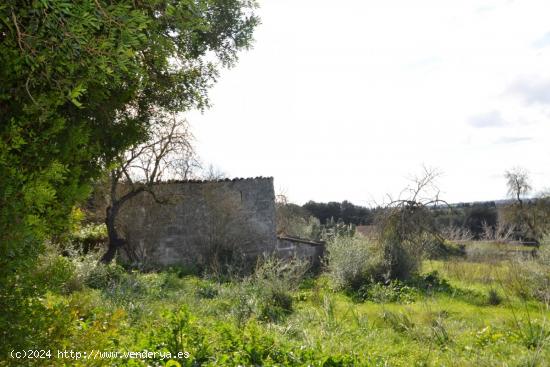  Finca con caseta de herramienta en Muro - BALEARES 