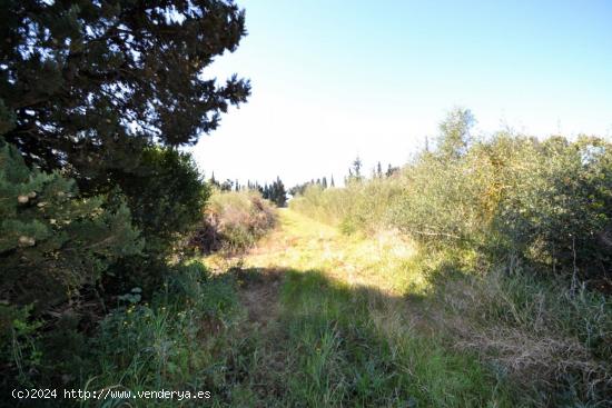 Terreno en zona rústica en Muro - BALEARES