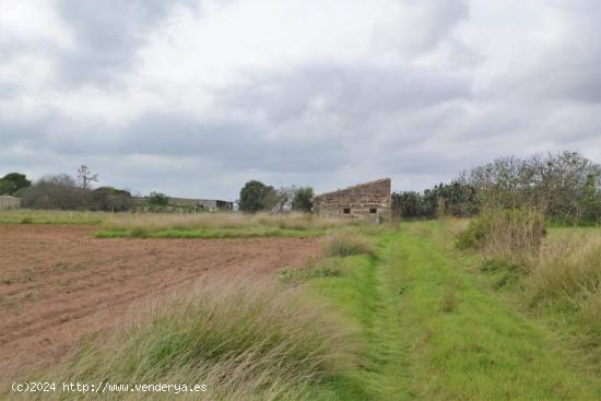  Casa de campo para reformar en Muro. - BALEARES 