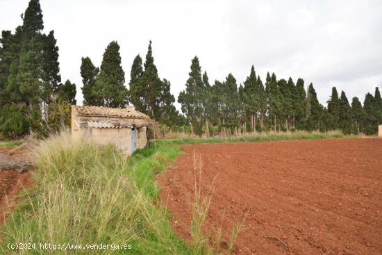 Finca rústica con caseta en Muro - BALEARES