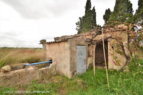 Finca rústica con caseta en Muro - BALEARES