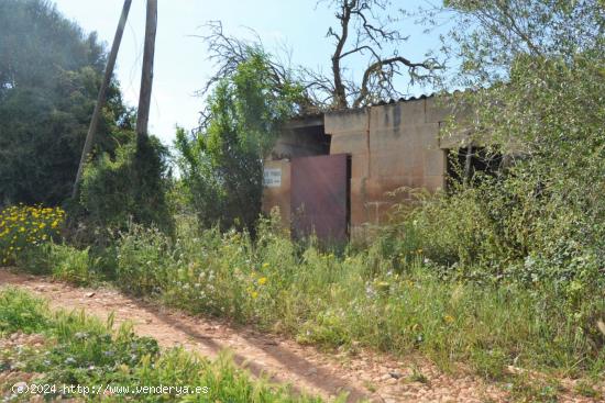 Finca rústica en venta en Llubi. - BALEARES