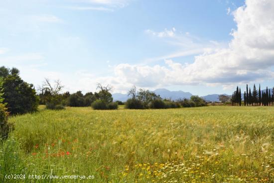 Finca rústica en venta en Llubi. - BALEARES