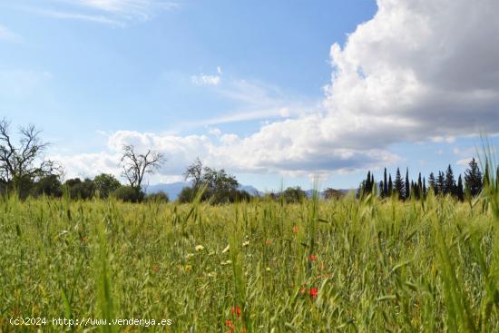 Finca rústica en venta en Llubi. - BALEARES