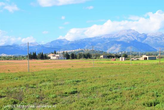 Finca rústica  en Sa Pobla con  posibilidad de construir - BALEARES