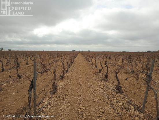 Se venden 16 hectareas de viña en la zona de cantivano y Minguillo - CIUDAD REAL