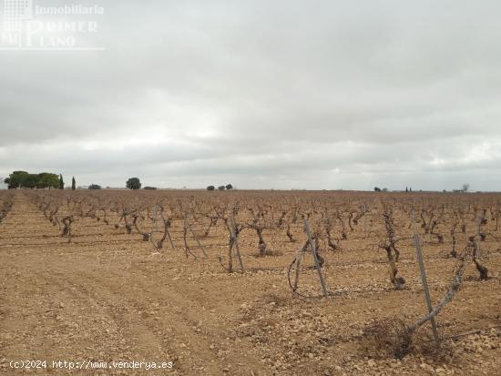 Se venden 16 hectareas de viña en la zona de cantivano y Minguillo - CIUDAD REAL