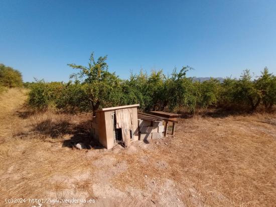 TERRENO RÚSTICO EN VENTA EN ALBATERA - ALICANTE