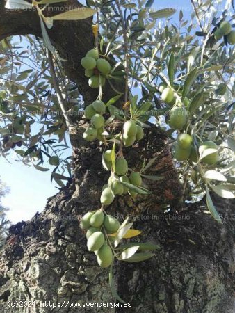 SE VENDE OLIVAR 88 OLIVOS Y 18 ESTACAS EN BURGUILLOS - Bailén