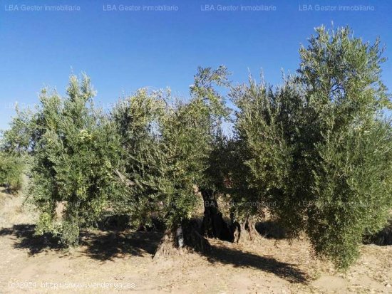 SE VENDE OLIVAR 88 OLIVOS Y 18 ESTACAS EN BURGUILLOS - Bailén