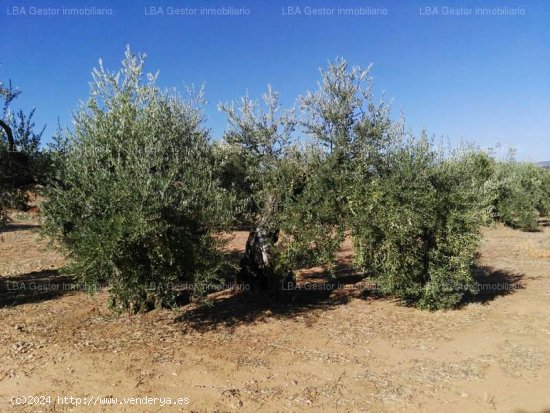 SE VENDE OLIVAR 88 OLIVOS Y 18 ESTACAS EN BURGUILLOS - Bailén