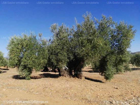 SE VENDE OLIVAR 88 OLIVOS Y 18 ESTACAS EN BURGUILLOS - Bailén