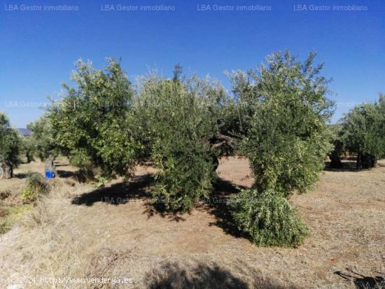 SE VENDE OLIVAR 88 OLIVOS Y 18 ESTACAS EN BURGUILLOS - Bailén