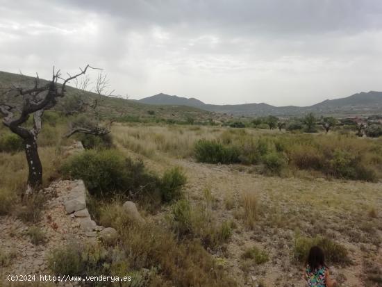 Terreno en Hondón de los Frailes - ALICANTE