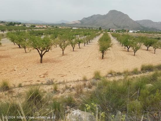 Terreno en Barbarroja - ALICANTE