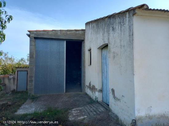  OCASION FINCA RUSTICA DE REGADIO EN BENISSANET A ORILLAS DEL EBRO - TARRAGONA 